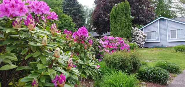 Beautiful privacy barrier in front yard.  Welcome home!