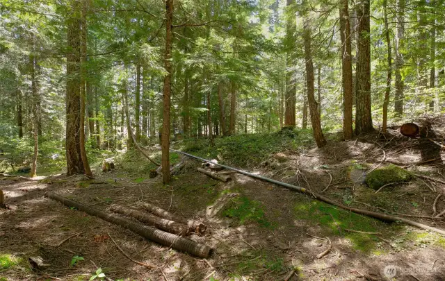 Surrounding Lush Forest Offers Privacy and Tranquility
