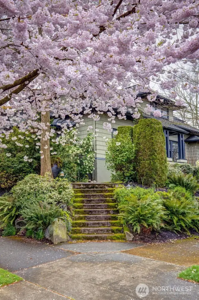 Cherry blossoms in April.The best in the city!