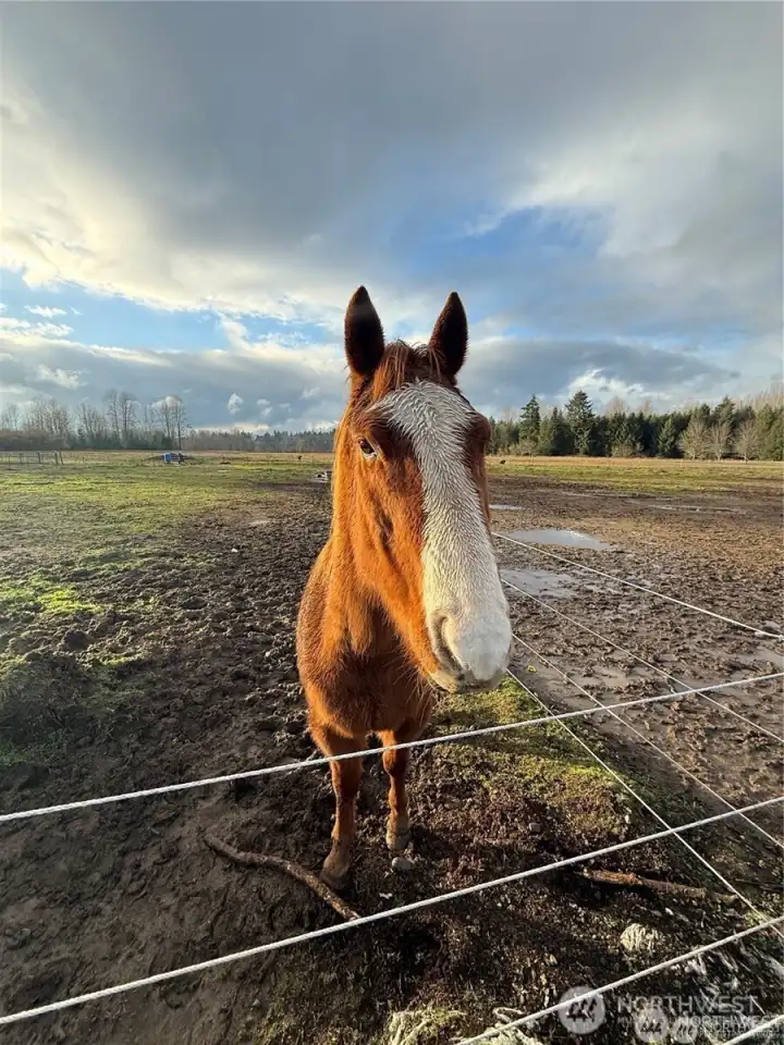 electric fencing is on and turn key