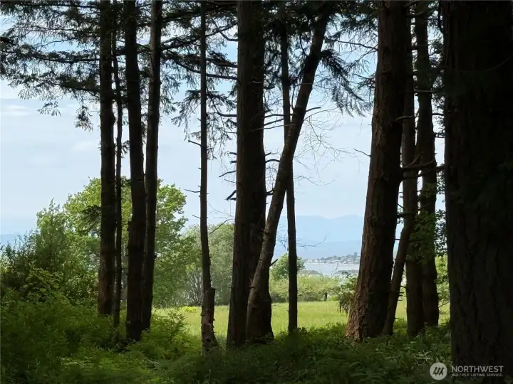 View through the trees facing SW