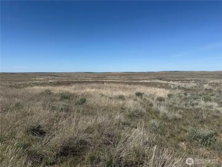 Consistent terrain across the property with great visibility.