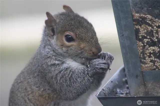 Resident squirrel regularly spotted at the feeder.