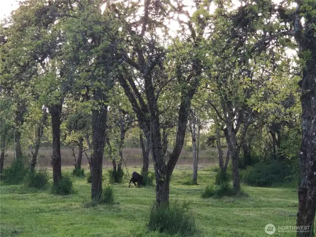 This property offers a 100+-year-old pear orchard that is still producing fruit. It also includes other fruit trees, such as apple, cherry, and Asian pear trees, along with grape vines.