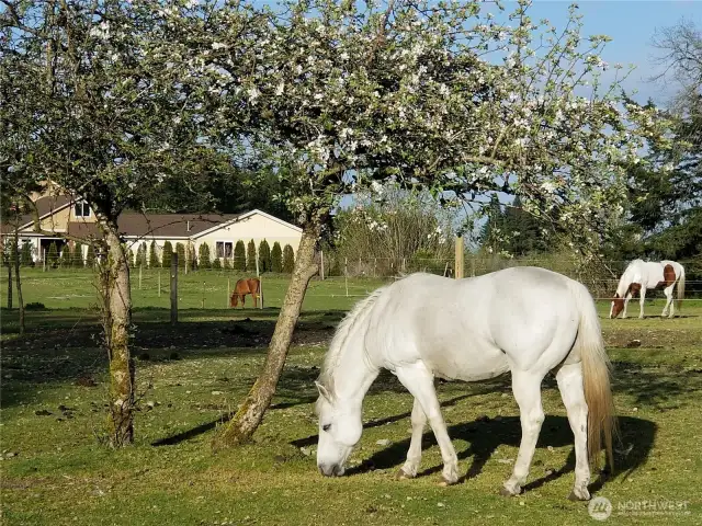 Upper level pasture with horse paddocks.