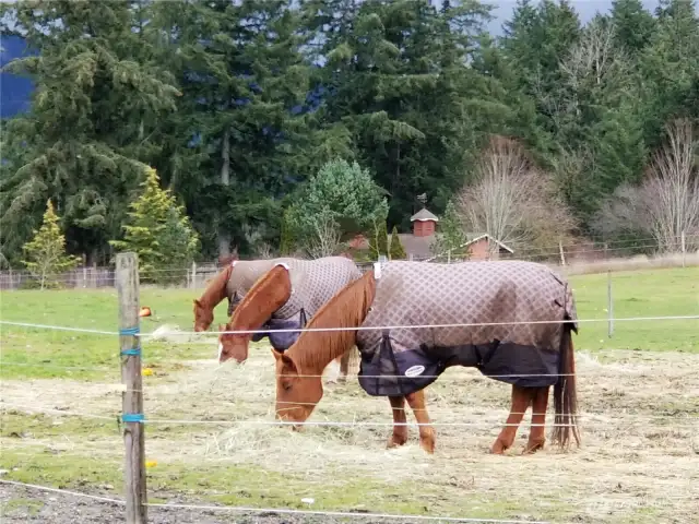 Upper pasture fencing is made of flexible plastic material and hot tape.