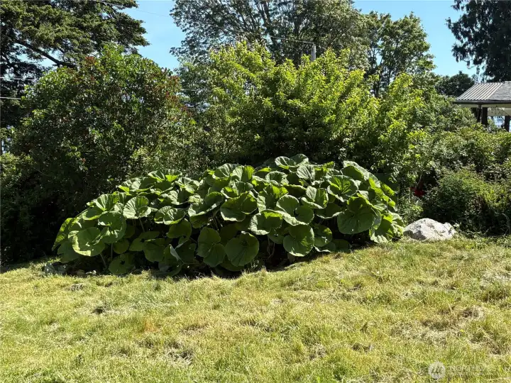 Great location for plants and gardening. Great location for plants and gardening.