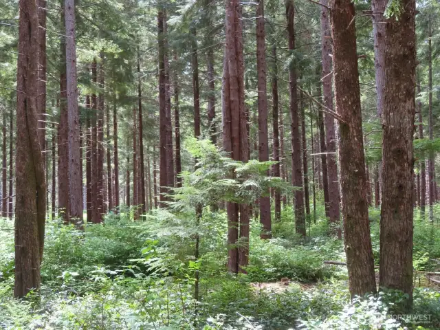35 year Old  timber