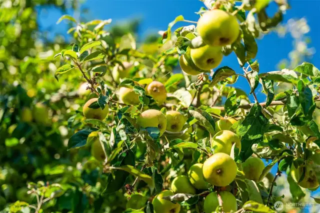 Old apple, pear and plum trees
