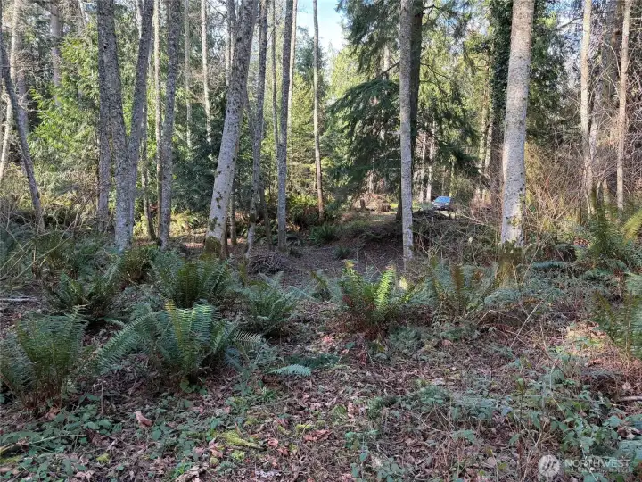 Photo from the septic drainfield location looking north to the front of the lot.