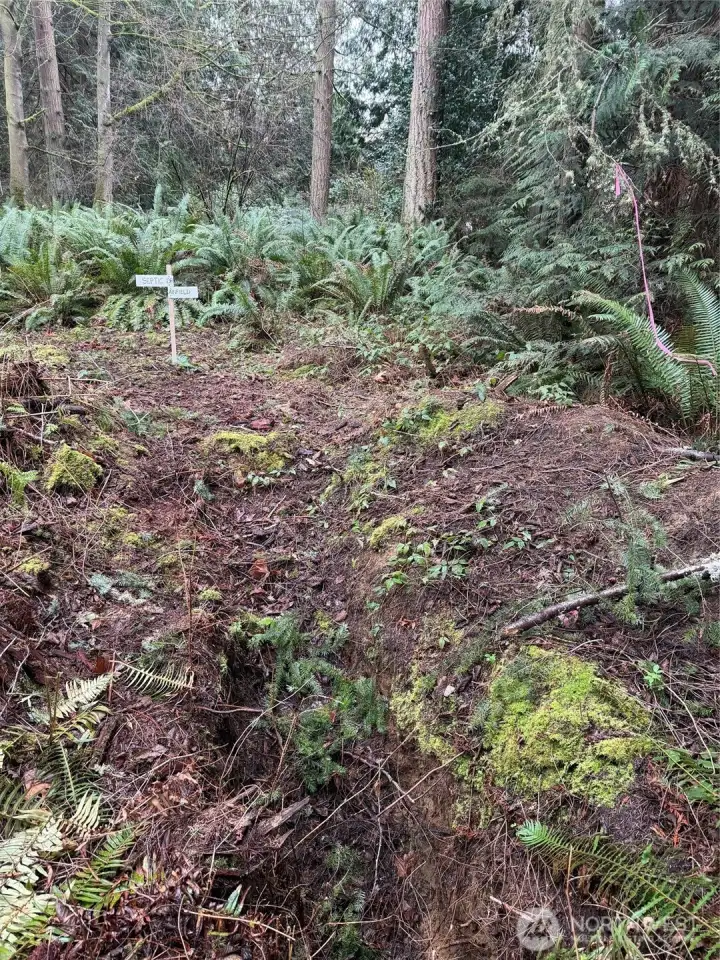 Septic test pits and drainfield location.