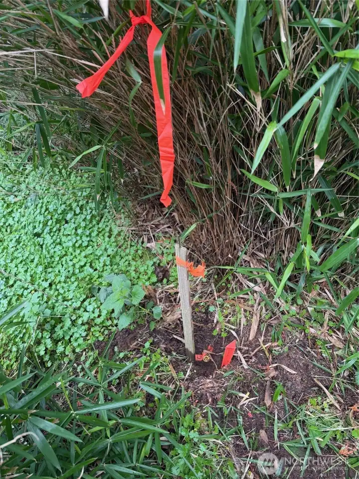 NW corner survey pin.