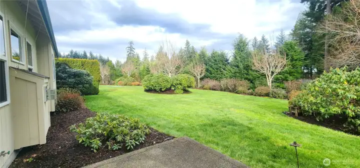beautiful green grass