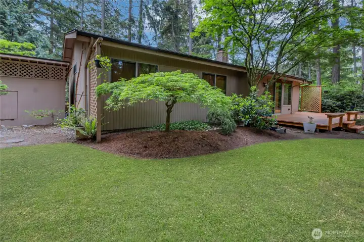 Looking at back side of the house and the beautiful maple.