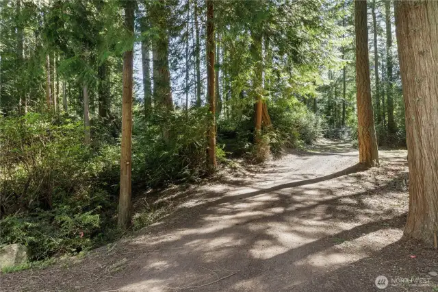 Tree-lined driveway surrounded by nature