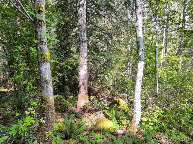 Wooded