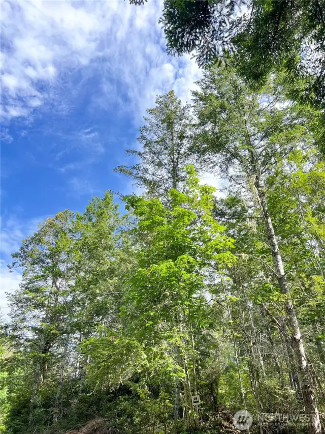 Tall trees