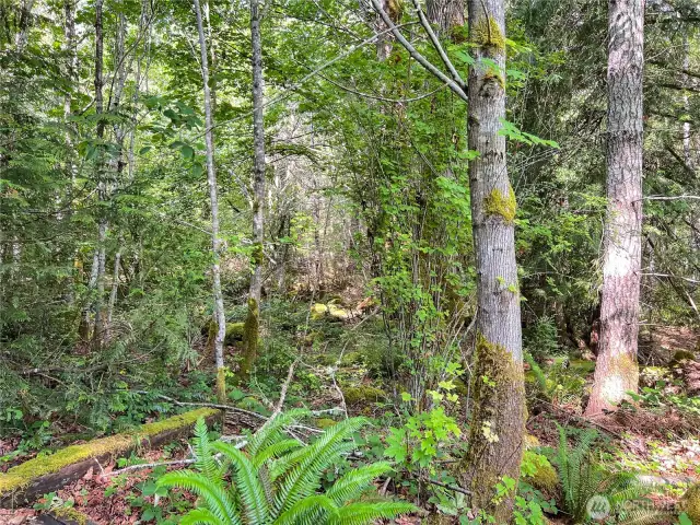 Nicely wooded