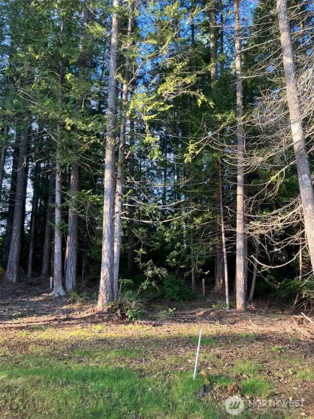 Looking West from boundary  line ( white Stake), cleared on border, some tall timber on lot.