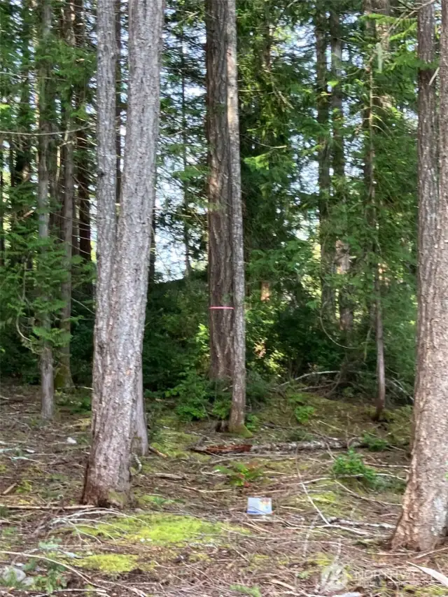 Pink ribbon on tree trunk in middle of photo shows approx lot line.