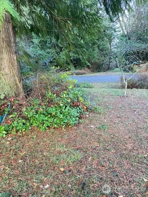 Looking toward road.  Fruit tree and Cedar tree.