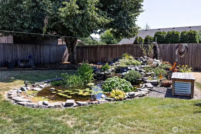 Backyard - Pond