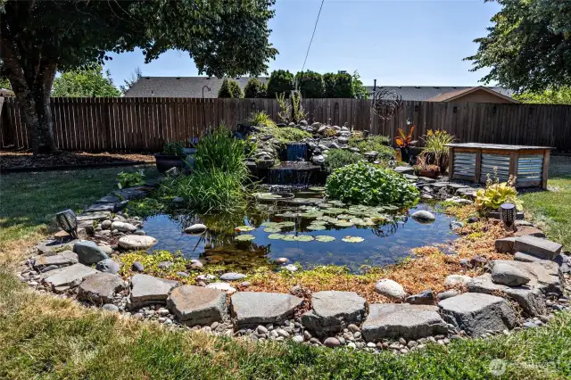 Backyard - Pond
