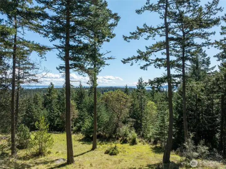 2.5 acres of south-facing hillside and mature evergreens