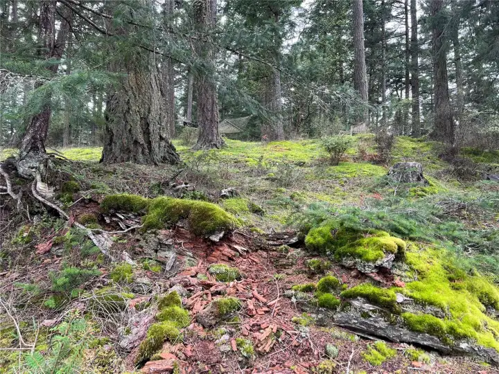 Moss-covered hillside behind the home. Hammock in the trees for lazy days of summer!
