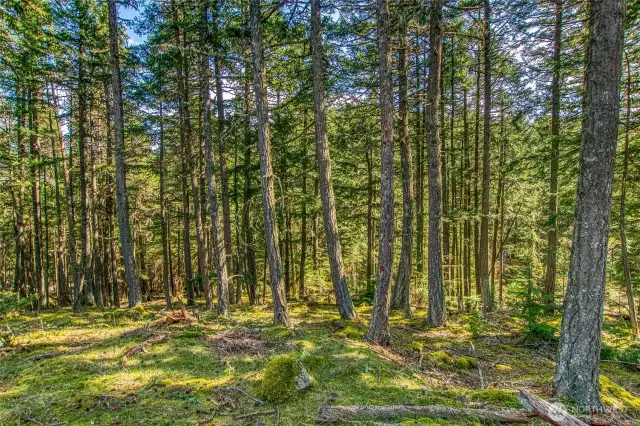 Peaceful, sun-dappled forest with evergreens, mossy ground cover, and filtered light throughout. This serene woodland setting offers a sense of privacy and natural beauty.