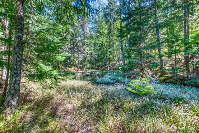 Framed by native grasses and trees, the seasonal pond near the driveway invites you into a calm, natural setting.