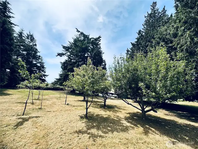 Fruit Trees