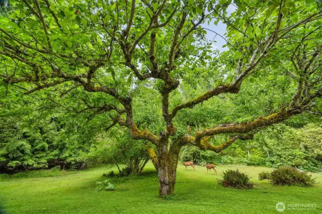 A couple more doe passing through this enchanting property that is so serene.