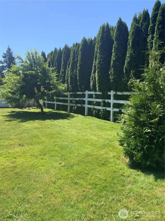 Over 150 trees for privacy
