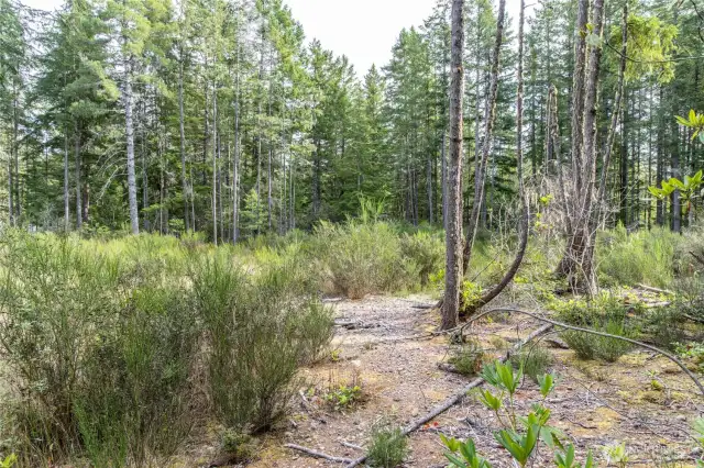 Lots of lovely trees, rhodies and huckleberry bushes.