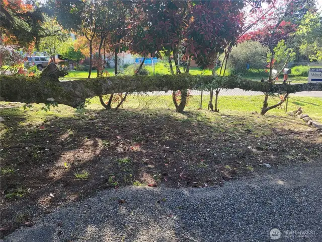 right side yard
