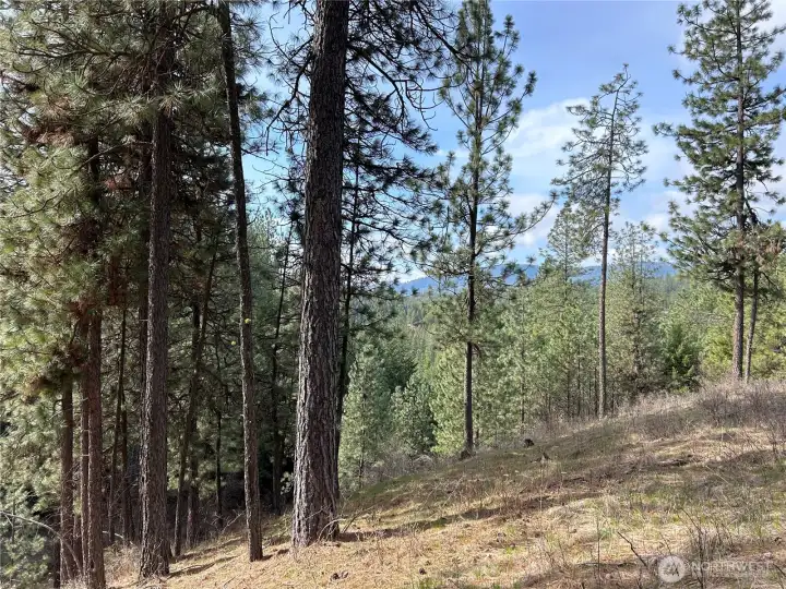 Lightly treed terrain with natural clearings