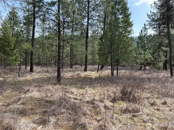 Level/usable area among trees