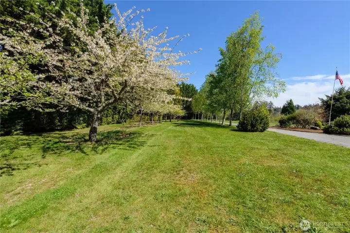 Orchard and blueberry patch border the tree lined driveway Orchard and blueberry patch border the tree lined driveway