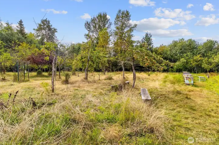 Community Orchard and Beehives
