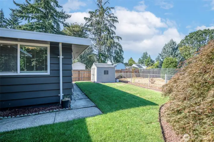 Freshly planted lawn (NEW Sod), in backyard.