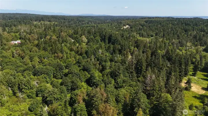 Lush, forested and private lot!