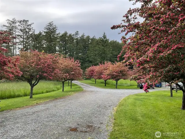 The driveway is lined with flowering Victoria Hawthornes