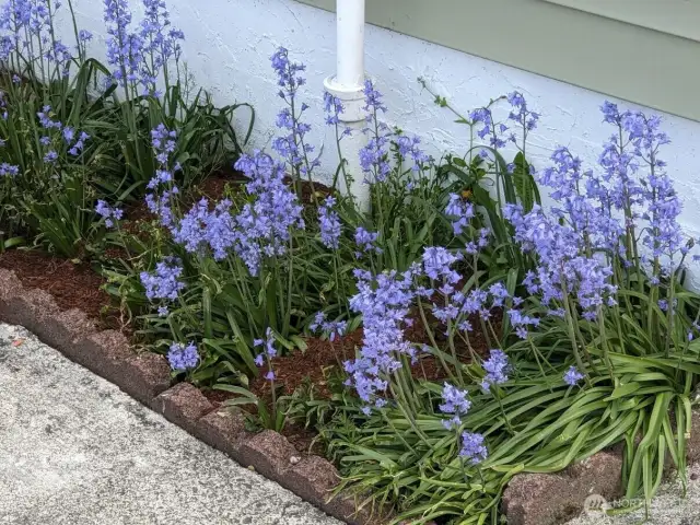 Entry Flowers