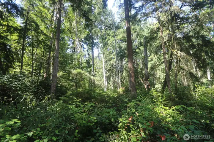 Lots of trees and greenery. Perfect for your sustainable island retreat.