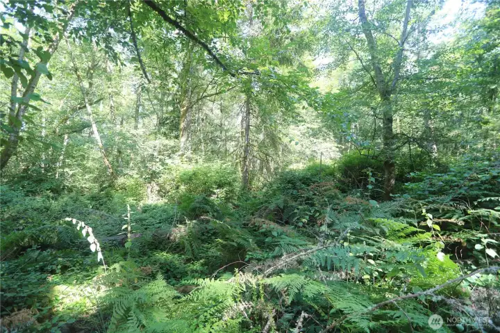 Private and beautiful parcel on the South End of Vashon.