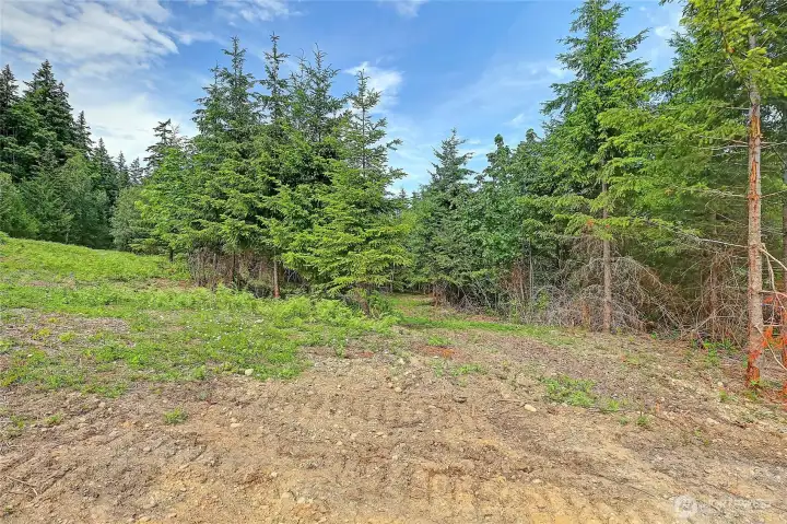 Growing Evergreens on Lower/Eastern Portion~
