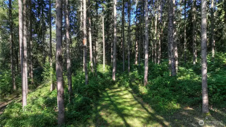 This magical 20 acres boasts 15 wooded acres of marketable (50-year) timber with recent timber cruise. Ready for harvest - planted in 1975