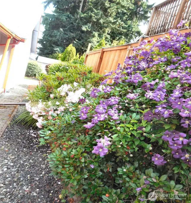 Side Yard
