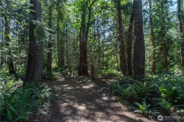 Scenic path winds through the forested area, leading to the charming barn and convenient woodshed.
